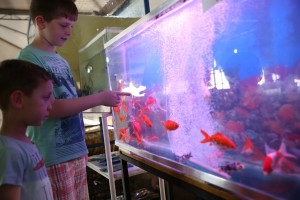 Peixes ornamentais atraem atenção das crianças